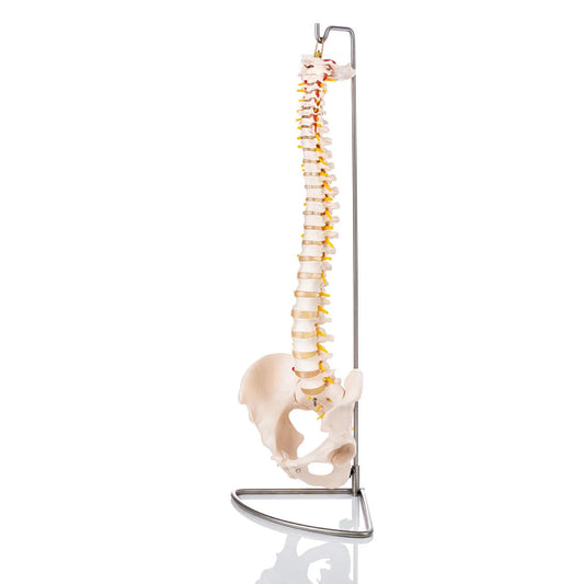 Budget Flexible Spine Model with Pelvis - 