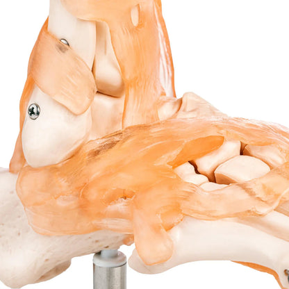 Foot and Ankle Model with Ligaments - 