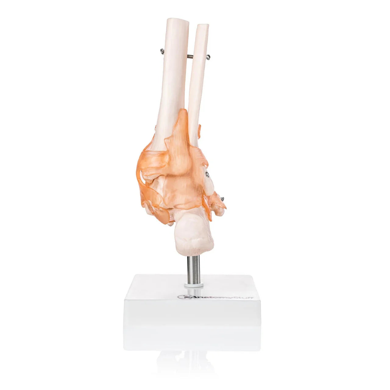 Foot and Ankle Model with Ligaments - 