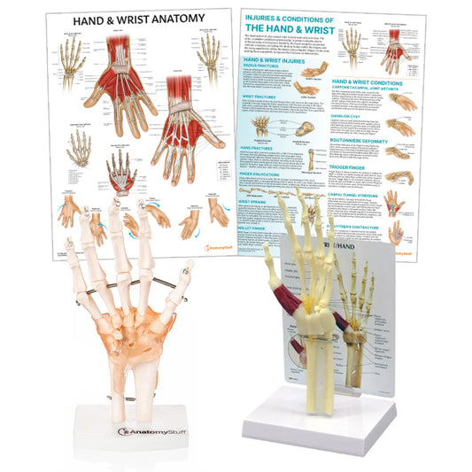 Hand & Wrist Anatomy & Pathology Collection - 