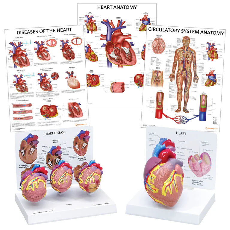 Heart Anatomy & Pathology Collection - 