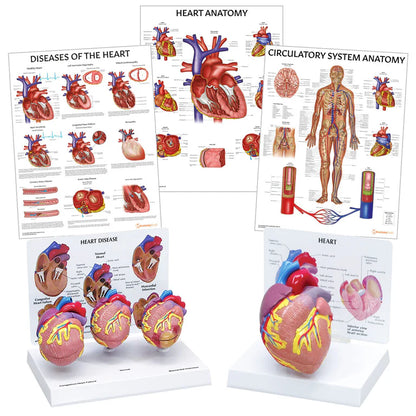 Heart Anatomy & Pathology Collection - 