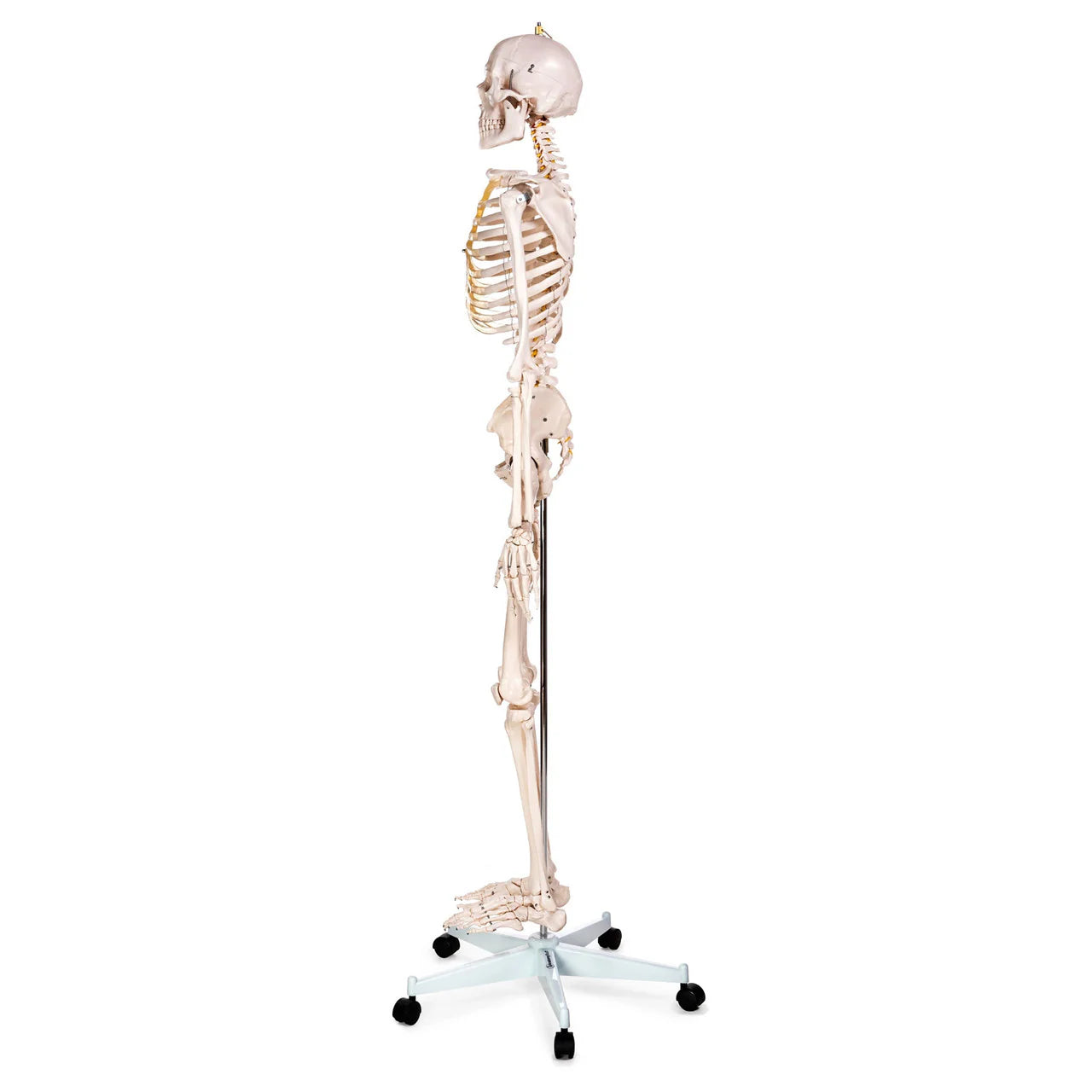 Budget Life-Size Skeleton Model - 
