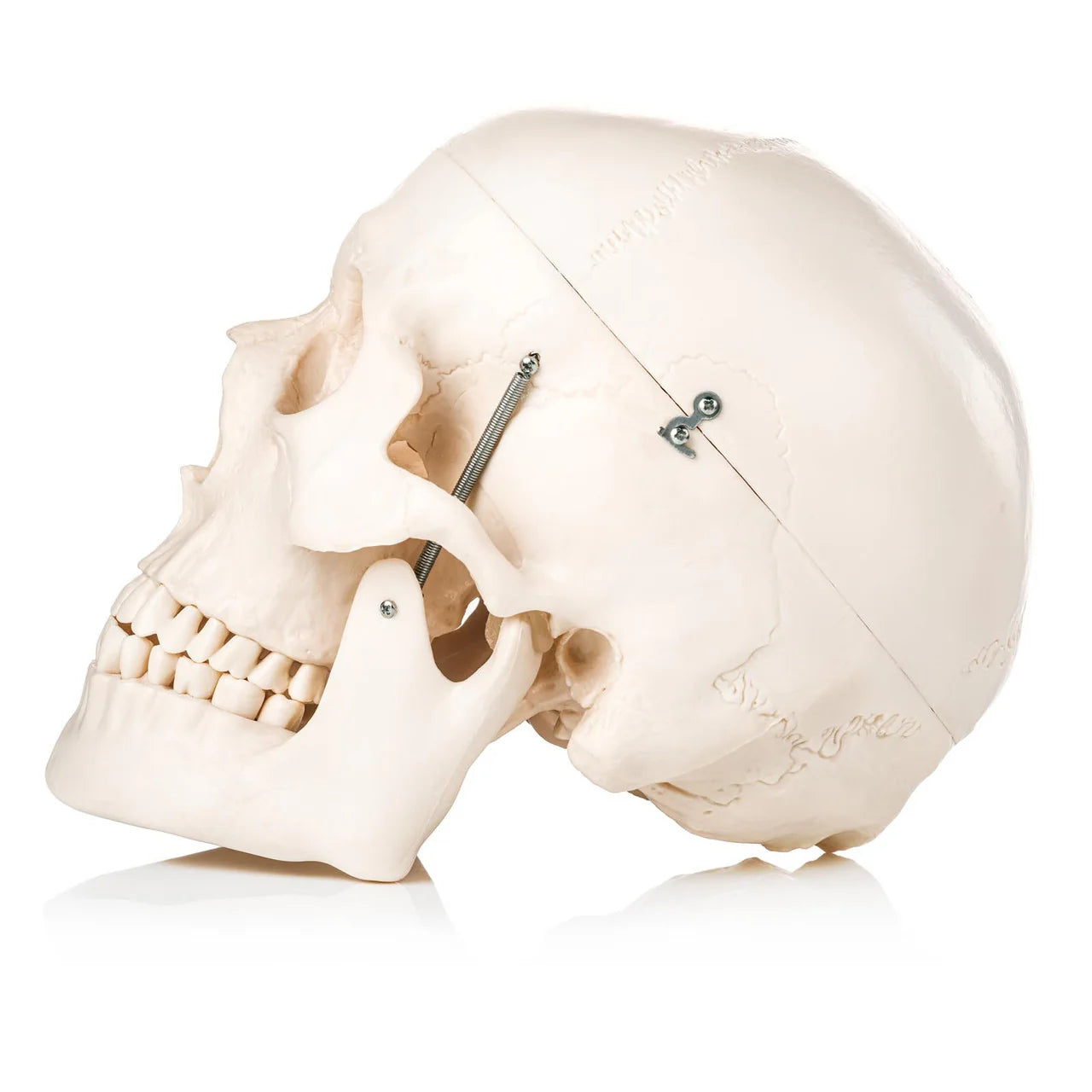 Human Skull Model (3 Part) - 