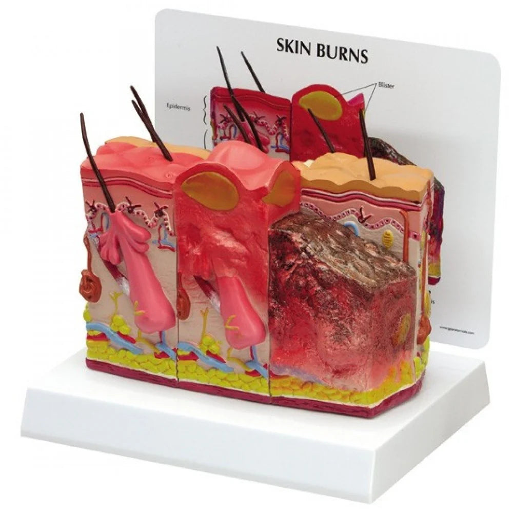 Skin Anatomy & Pathology Collection - 