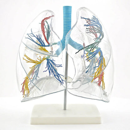 Lung Anatomy Collection - 