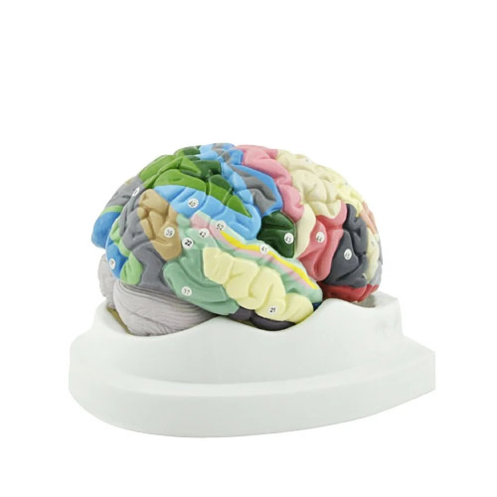 Brain Anatomy Collection - 