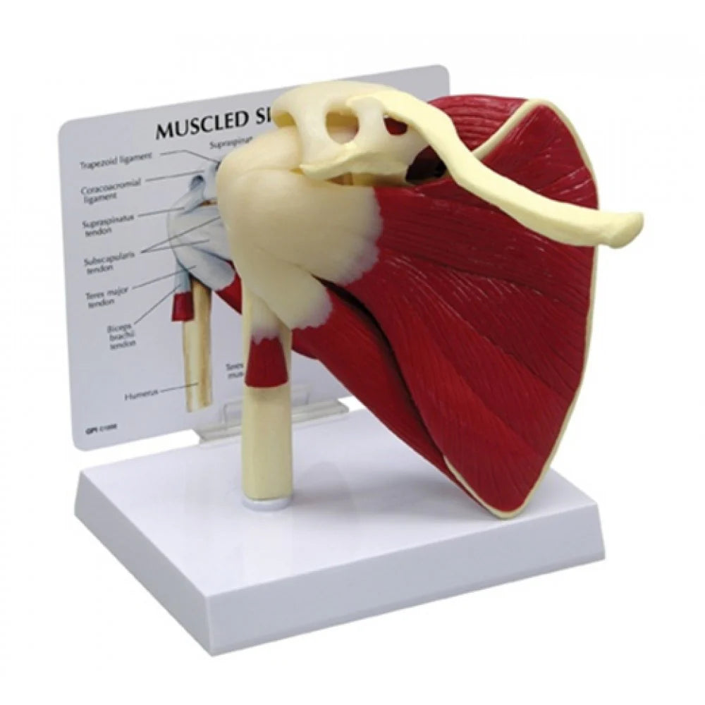 Shoulder Anatomy & Pathology Collection - 