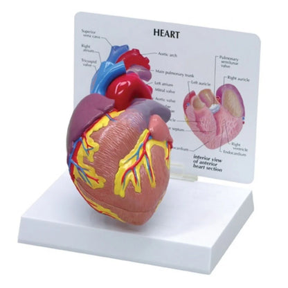 Heart Anatomy & Pathology Collection - 