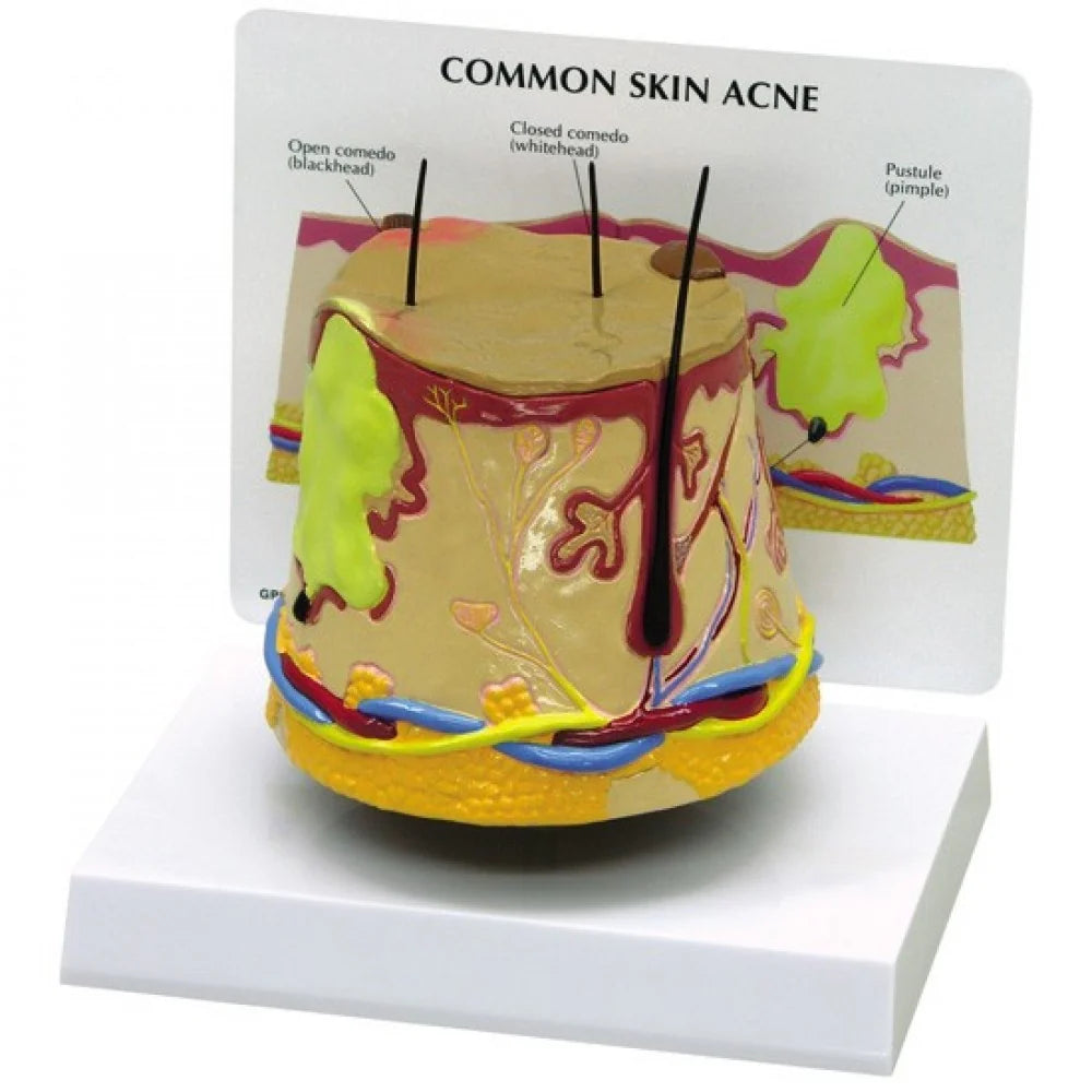 Skin Anatomy & Pathology Collection - 