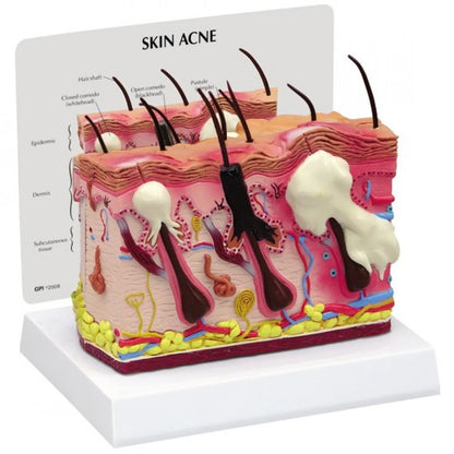 Skin Anatomy & Pathology Collection - 