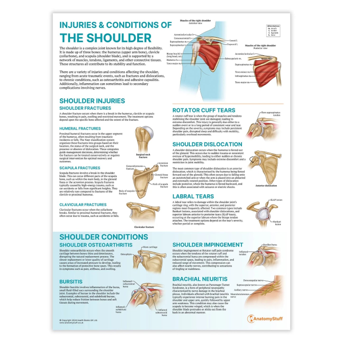 Shoulder Anatomy & Pathology Collection - 
