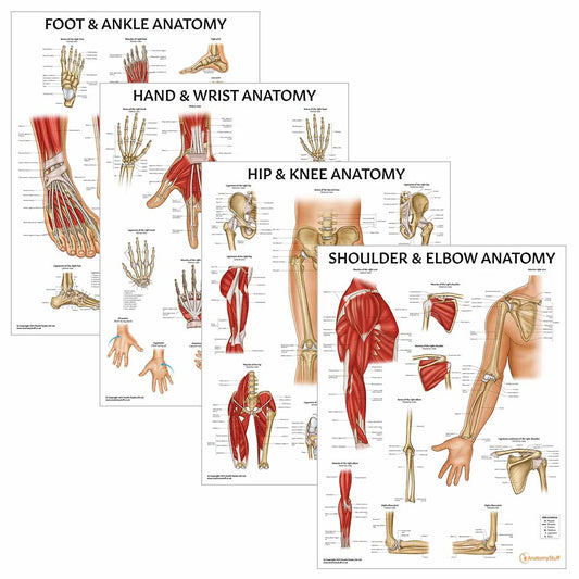 Peripheral Joint Anatomy Collection - 