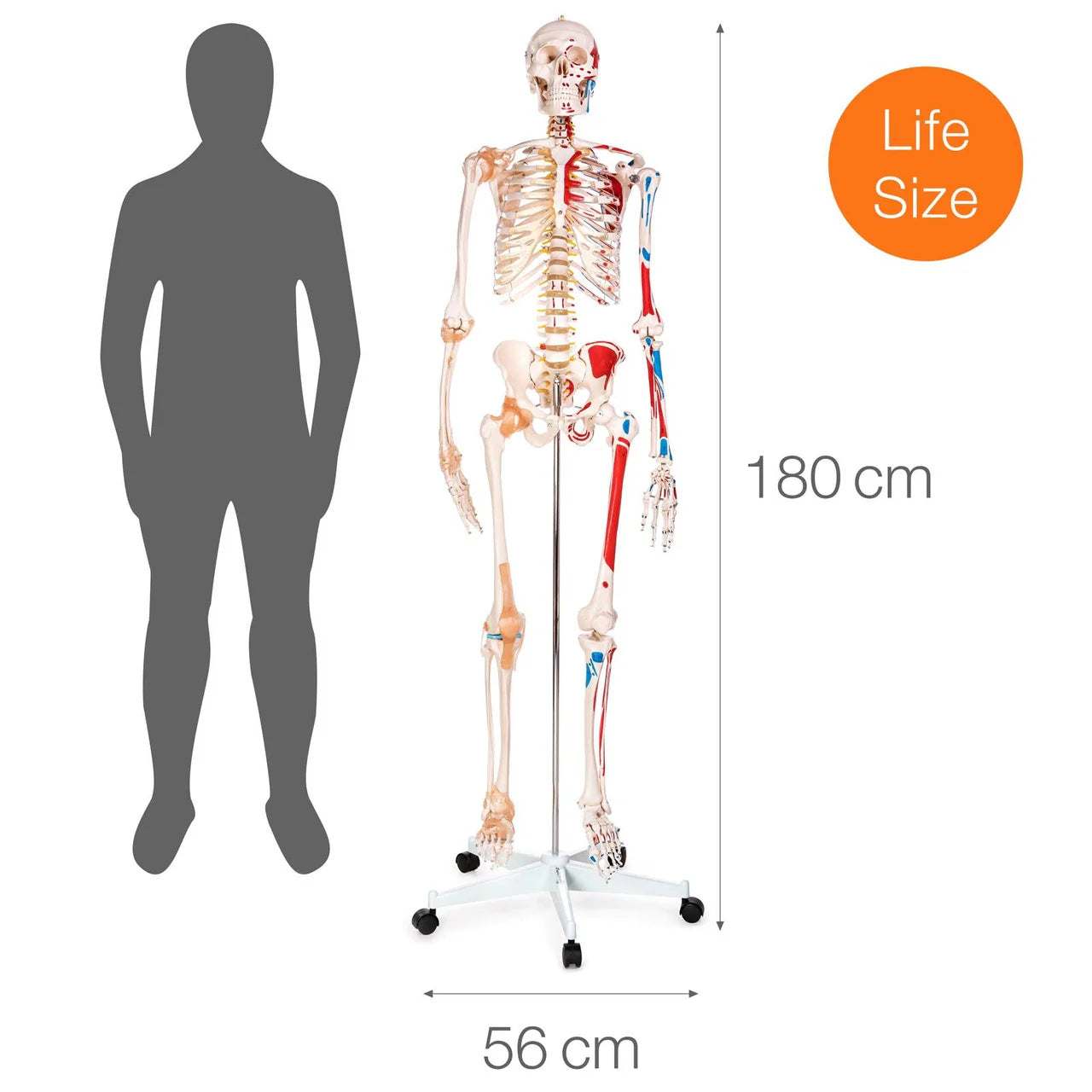 Budget Skeleton Model with Muscles and Ligaments - 