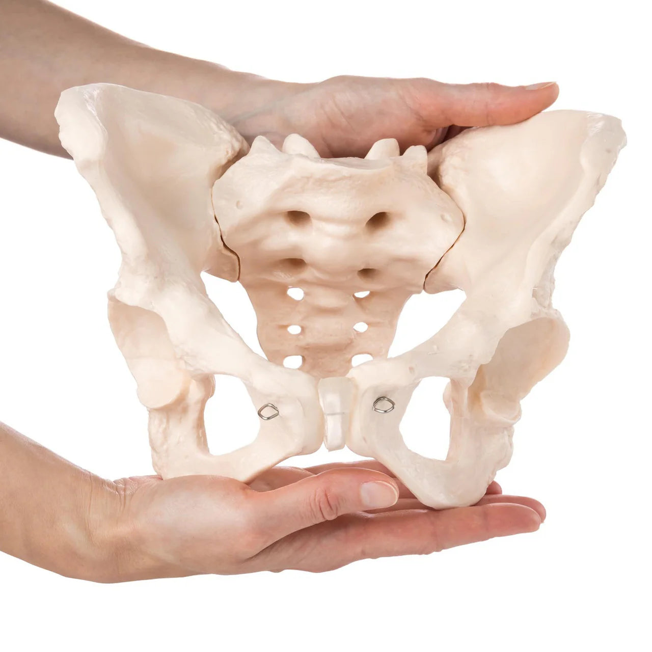 Budget Female Pelvis Model - 