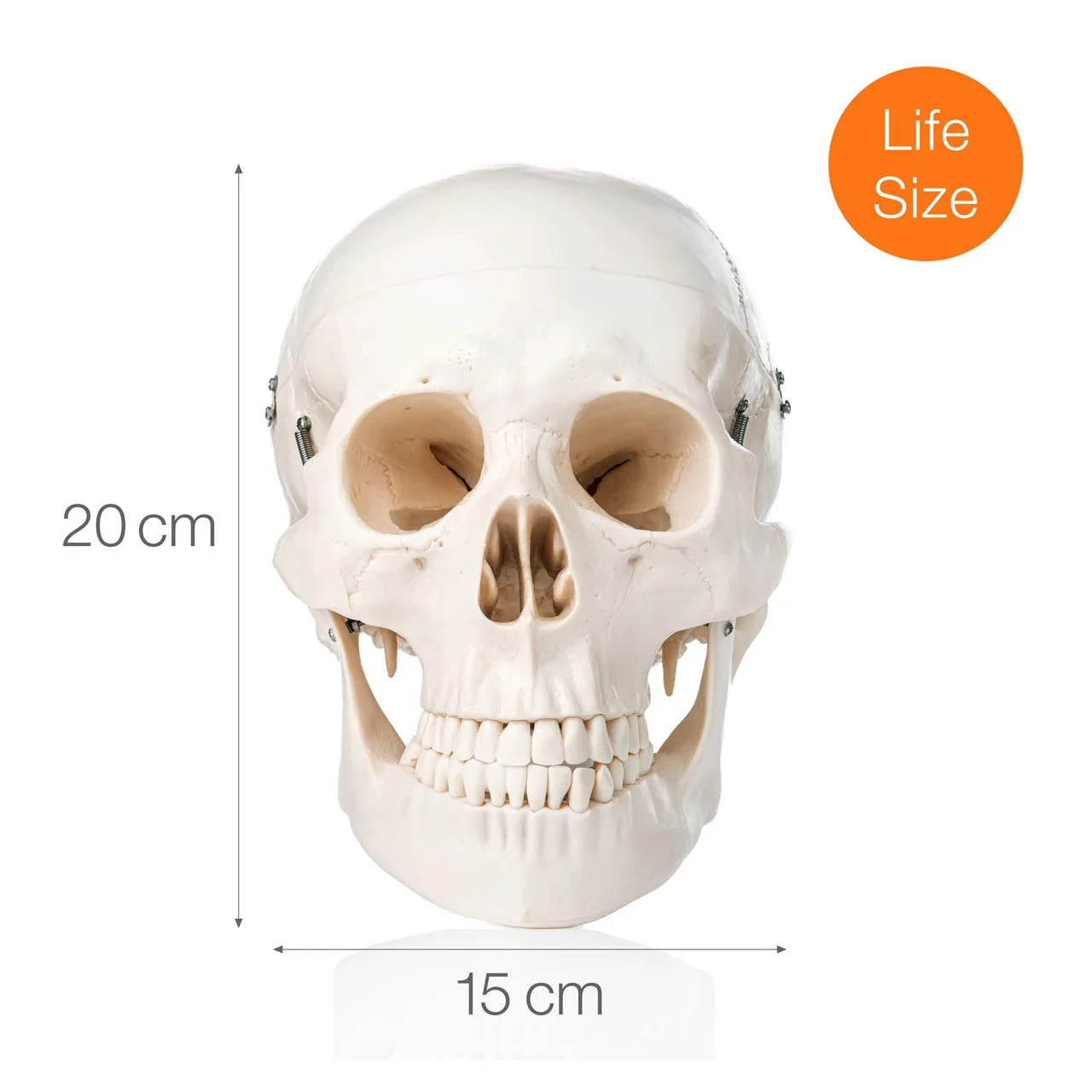 Human Skull Model (3 Part) - 