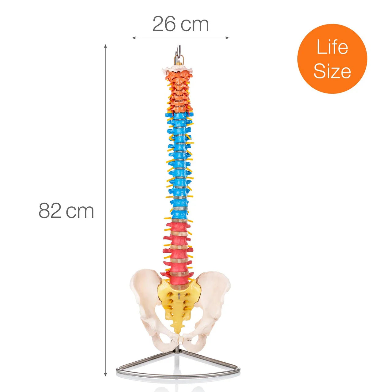 Budget Flexible Didactic Spine Model with Pelvis - 