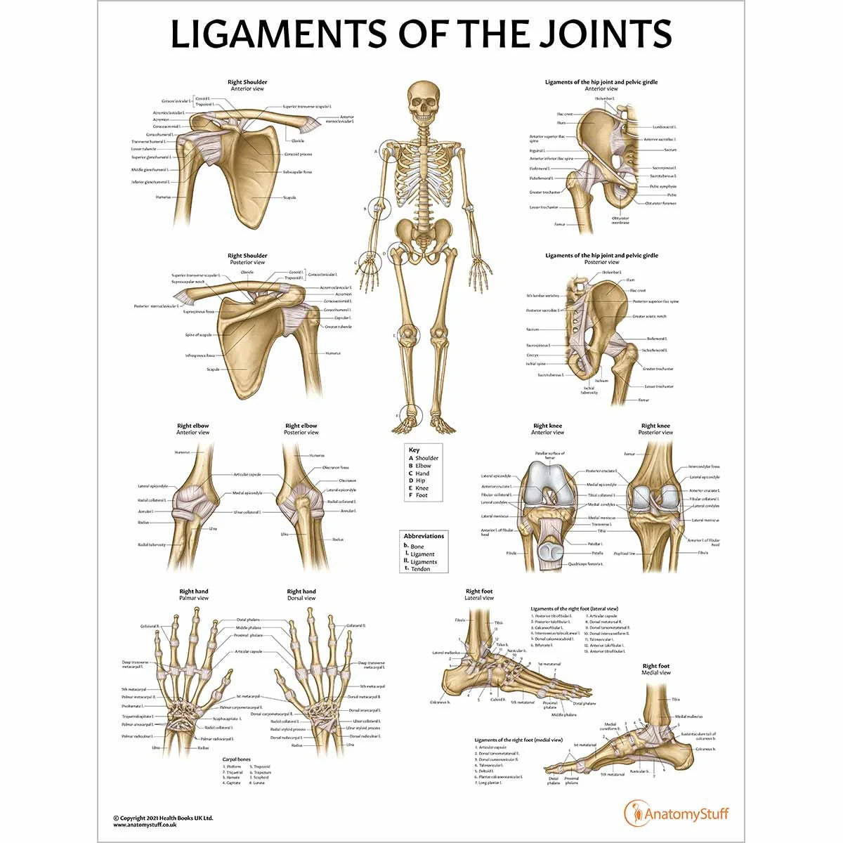 Skeleton Anatomy Collection - 