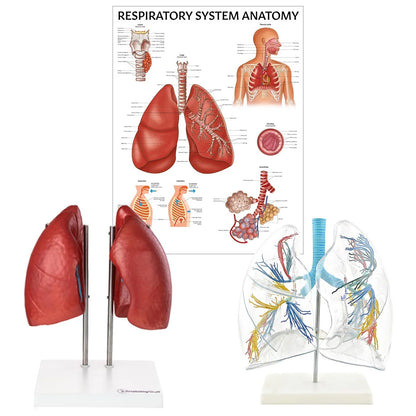 Lung Anatomy Collection - 