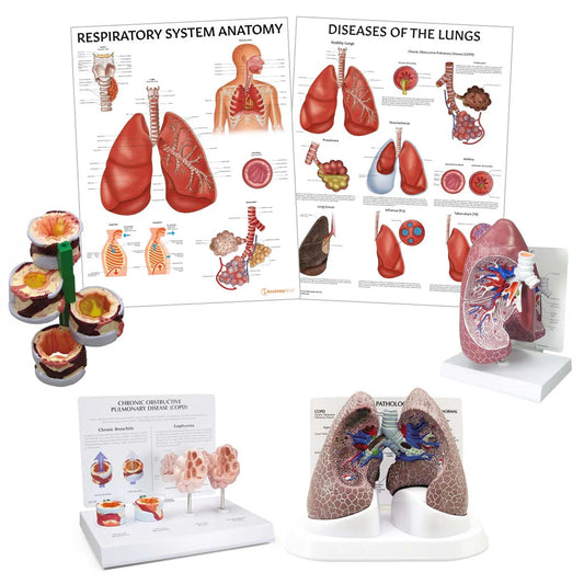 Lung Anatomy & Pathology Collection - 