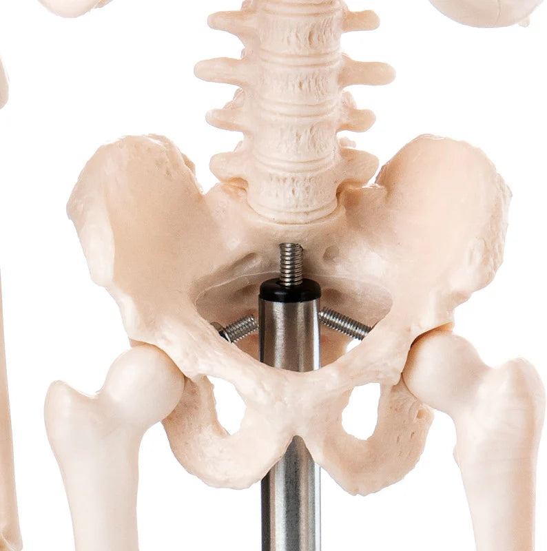 Budget Desktop Mini Skeleton Model - 