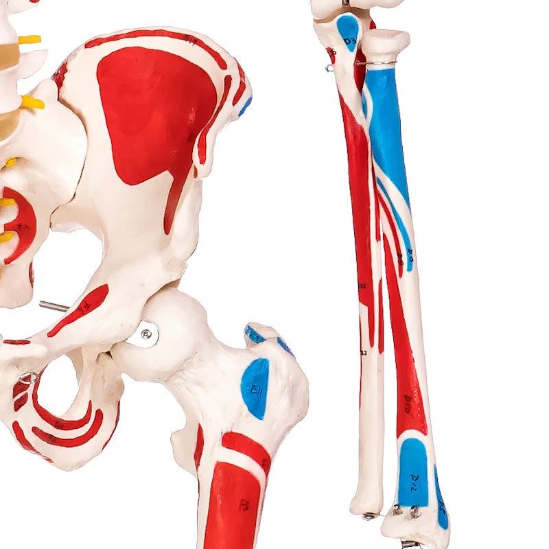 Budget Skeleton Model with Muscles and Ligaments - 