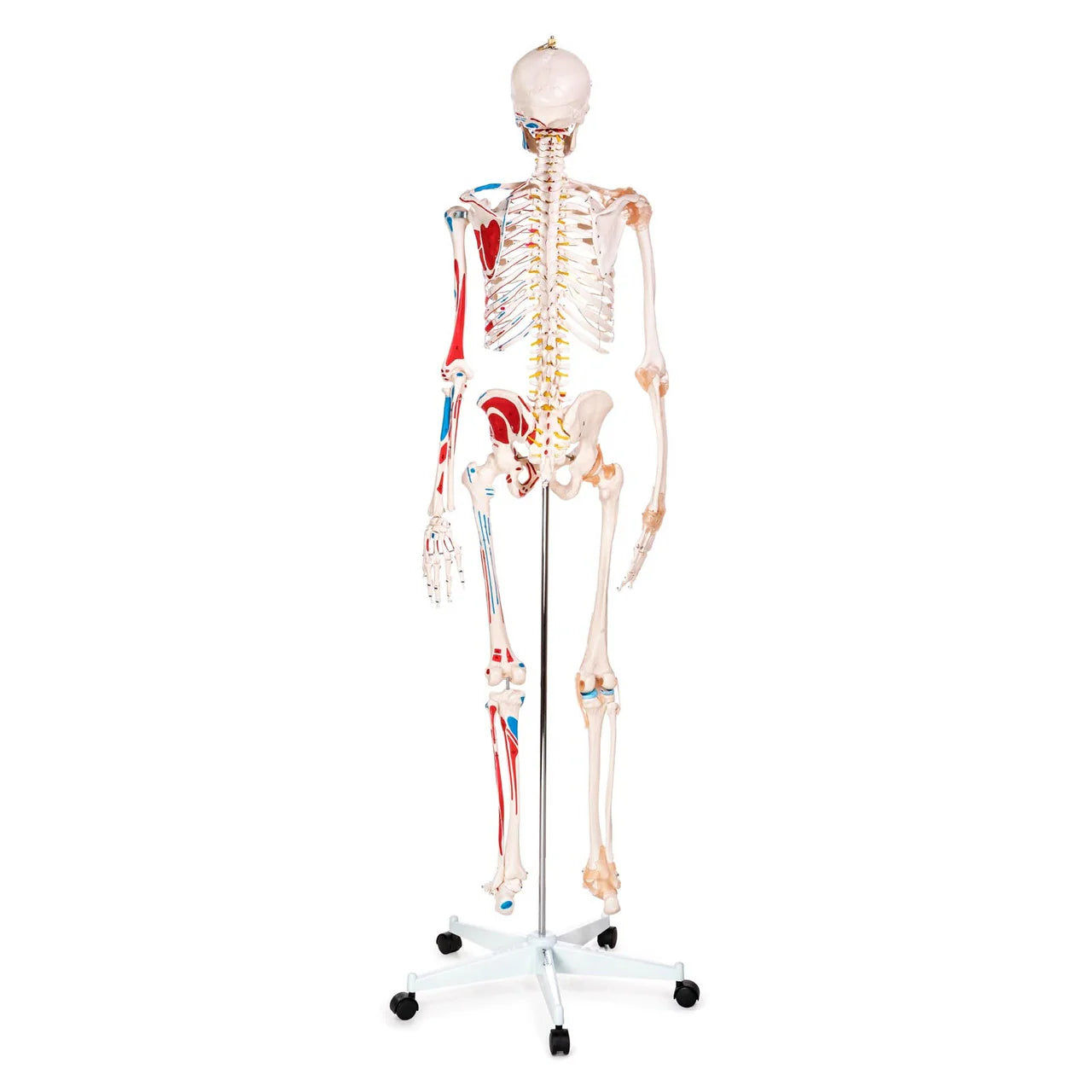 Budget Skeleton Model with Muscles and Ligaments - 