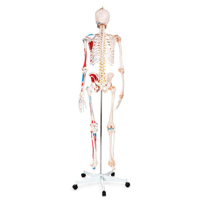 Budget Skeleton Model with Muscles and Ligaments - 