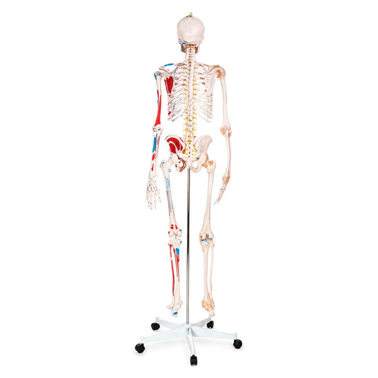 Budget Skeleton Model with Muscles and Ligaments - 
