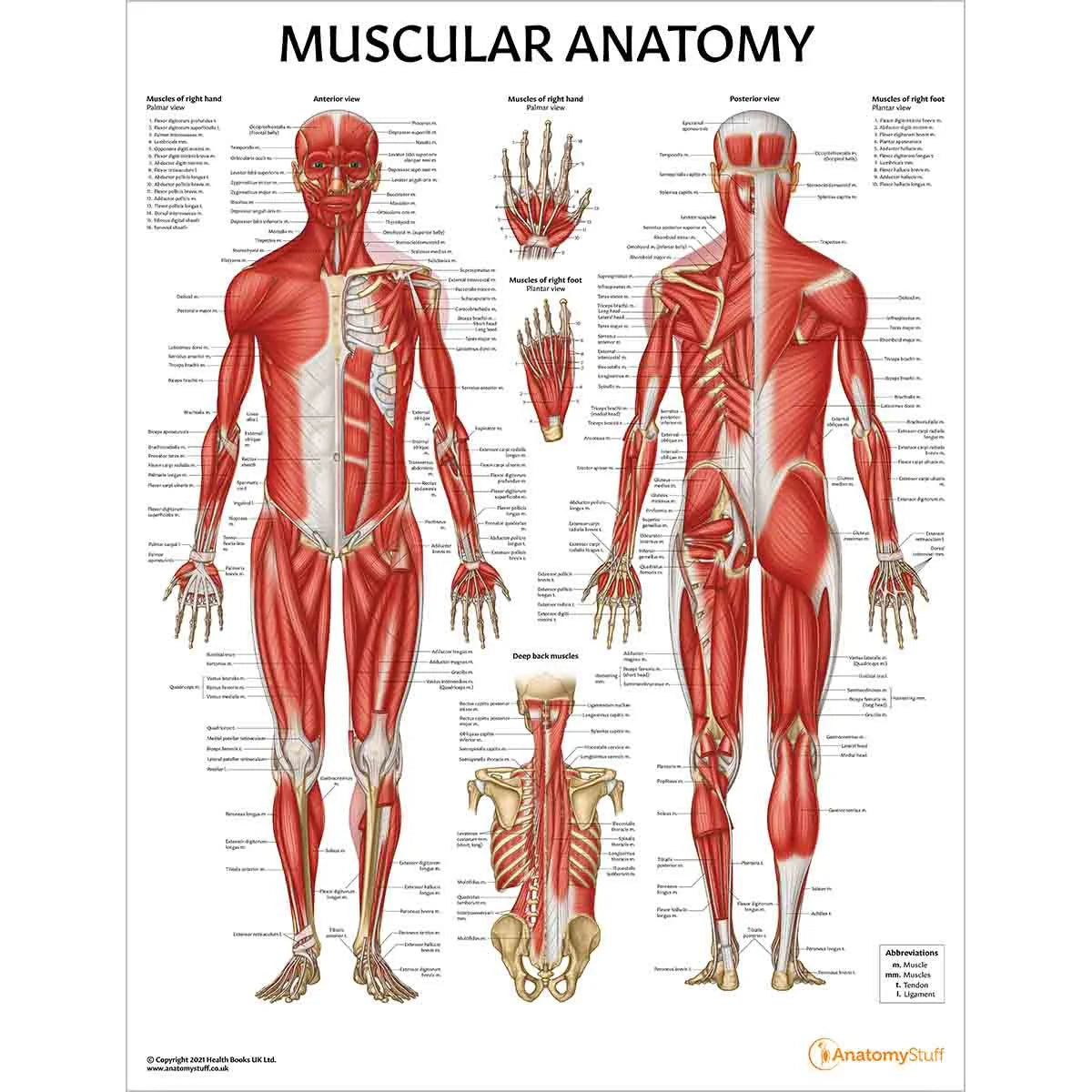 Skeleton Anatomy Collection - 