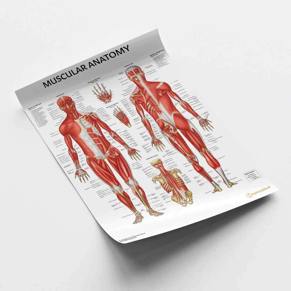 Musculature Anatomy Chart / Poster - Laminated - 