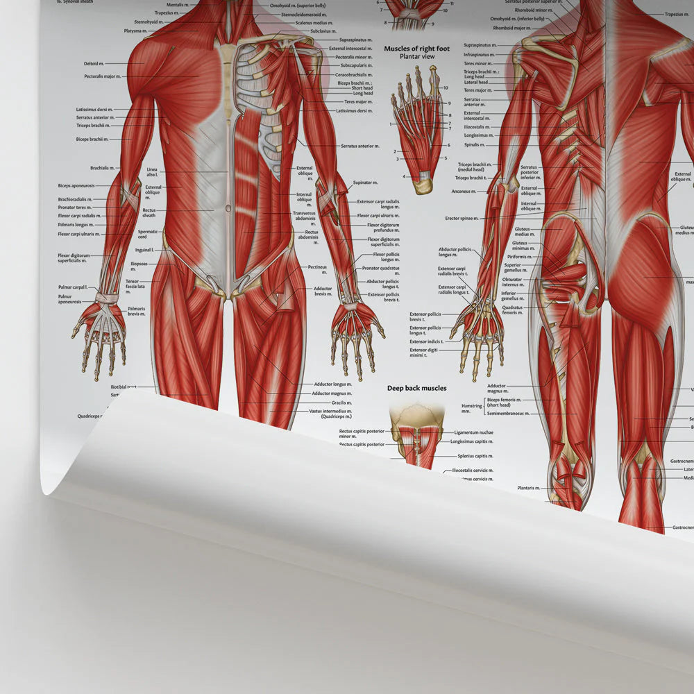 Musculature Anatomy Chart / Poster - Laminated - 