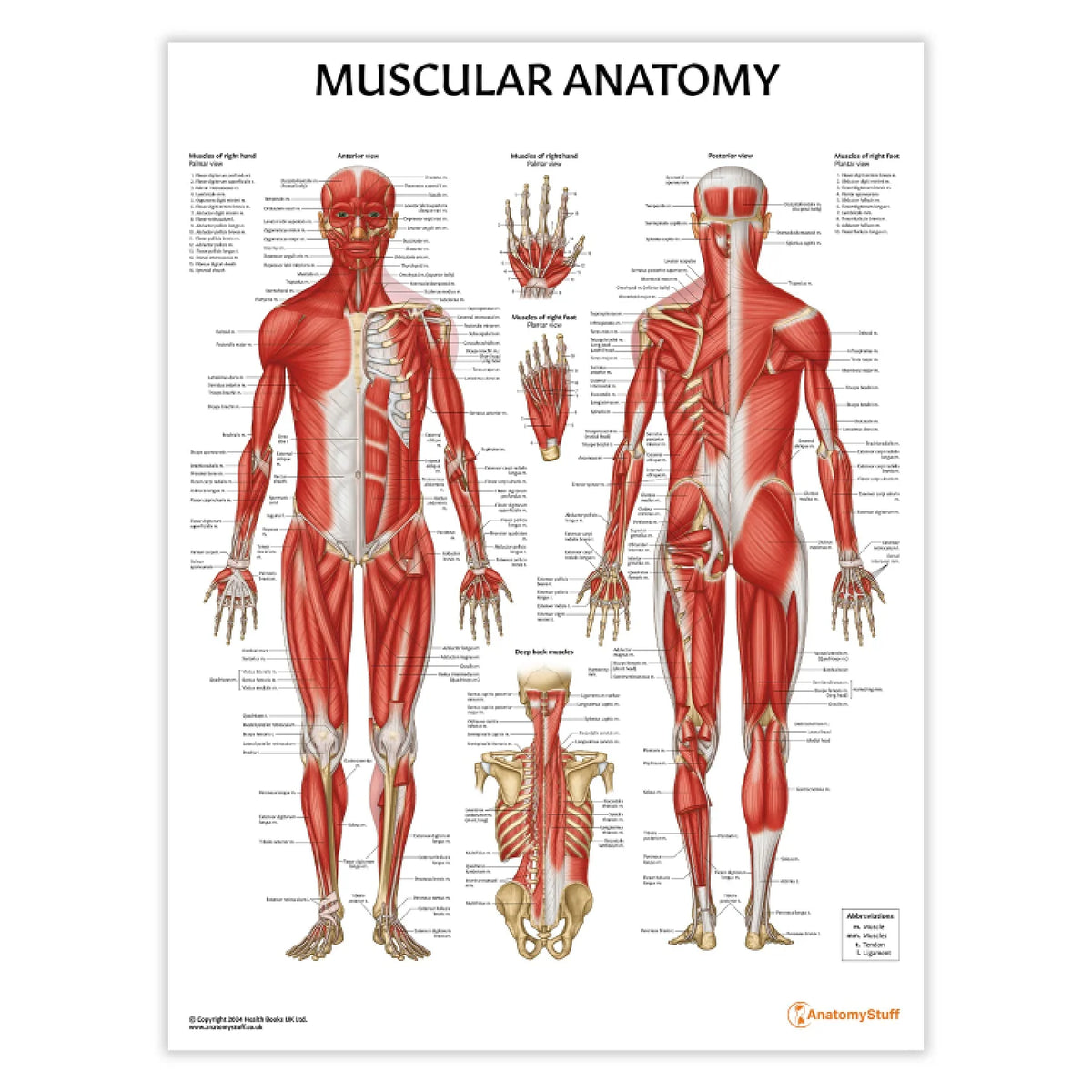 Musculature Anatomy Chart / Poster Laminated Medisave UK