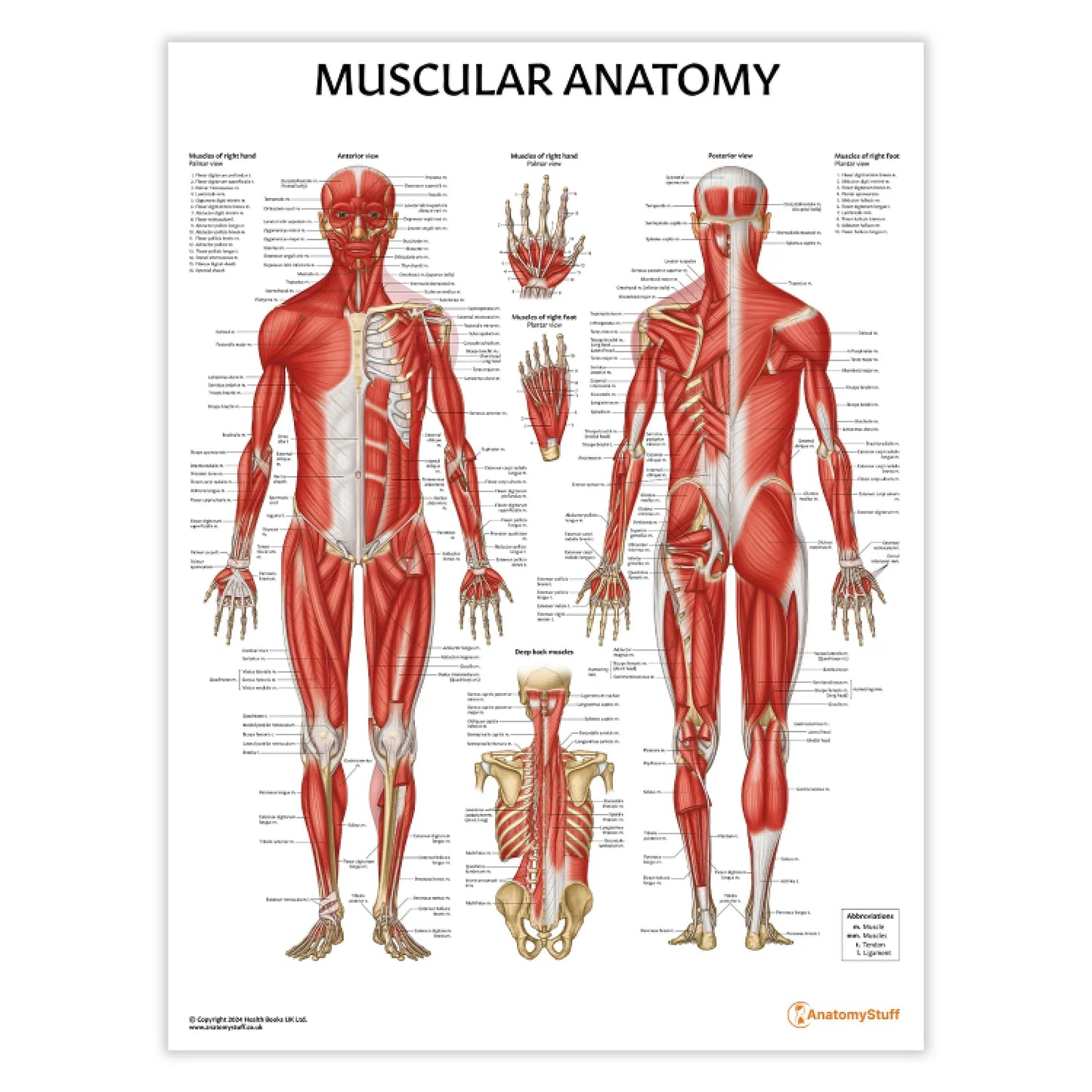 Musculature Anatomy Chart / Poster - Laminated - 