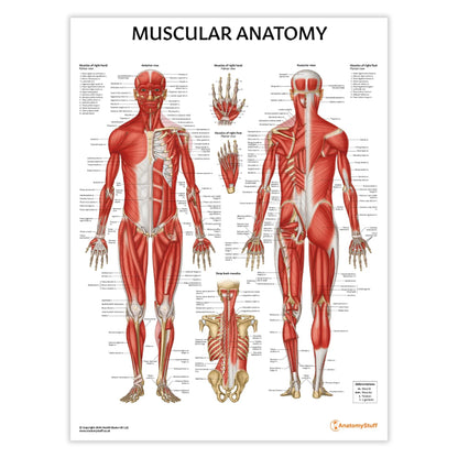 Musculature Anatomy Chart / Poster - Laminated - 