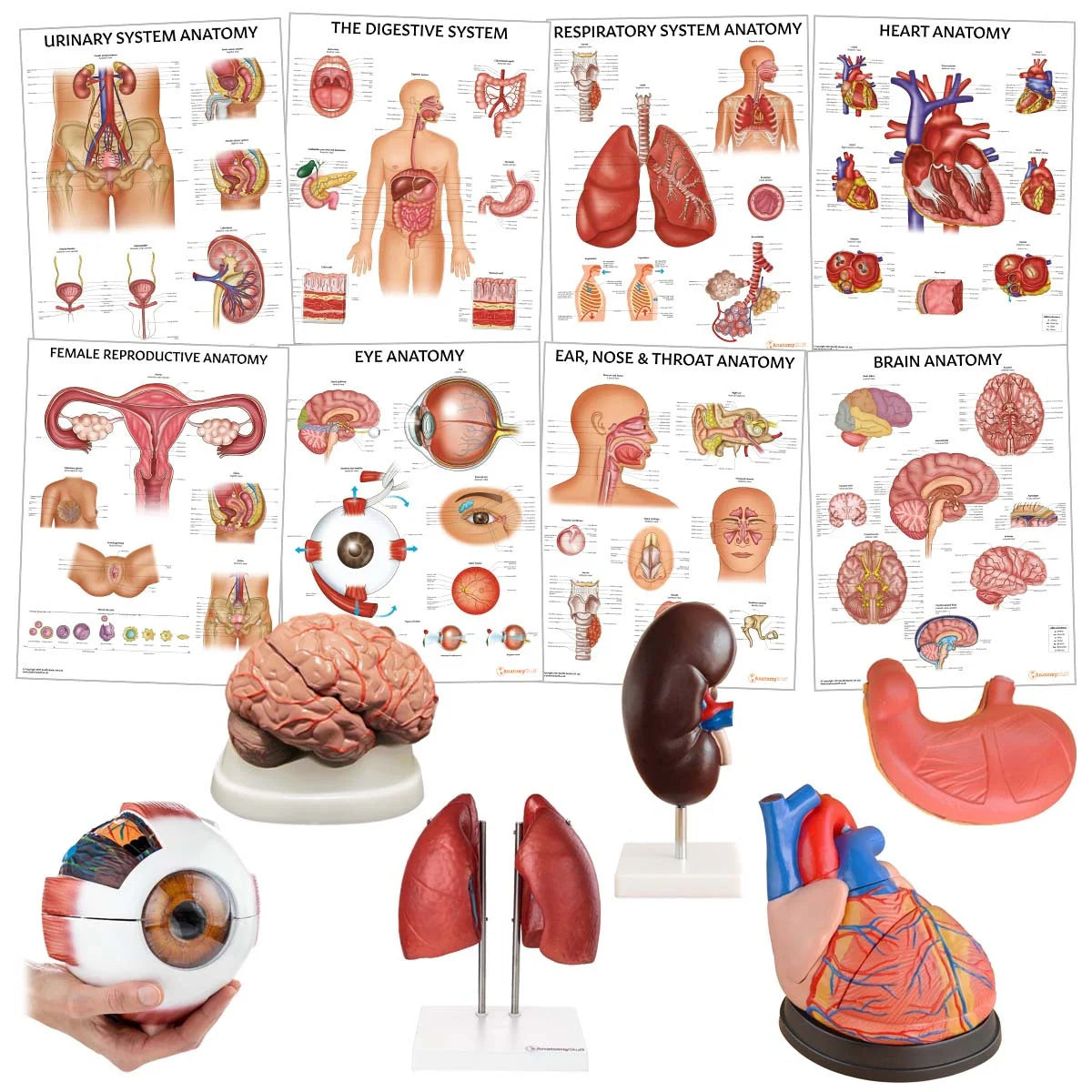 Organ Anatomy Collection - 