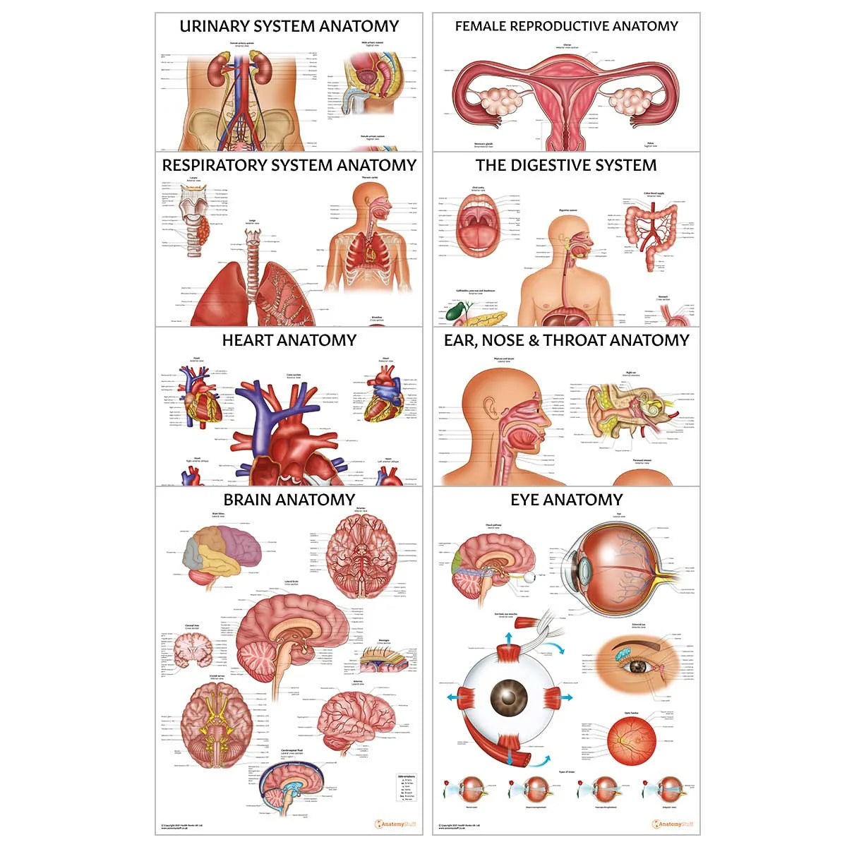 Organ Sample Collection Organ Anatomy Collection – Medisave UK