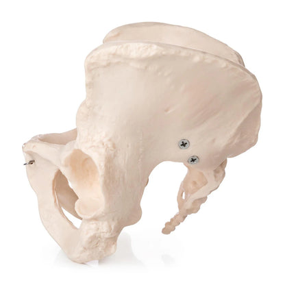 Budget Female Pelvis Model - 