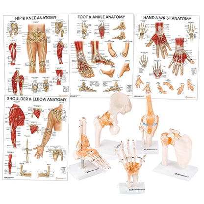 Peripheral Joint Anatomy Collection - 