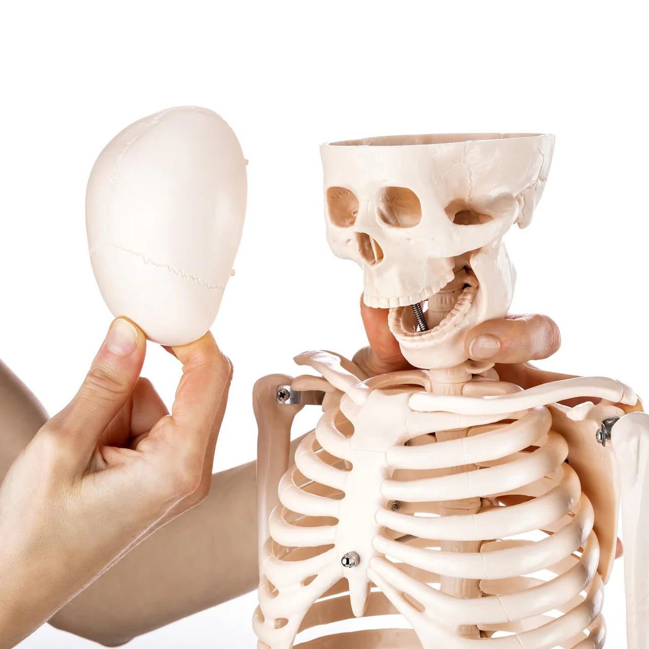 Budget Half Size Skeleton Model - 