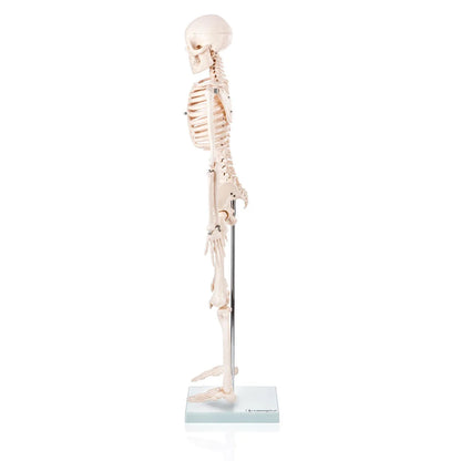 Budget Half Size Skeleton Model - 