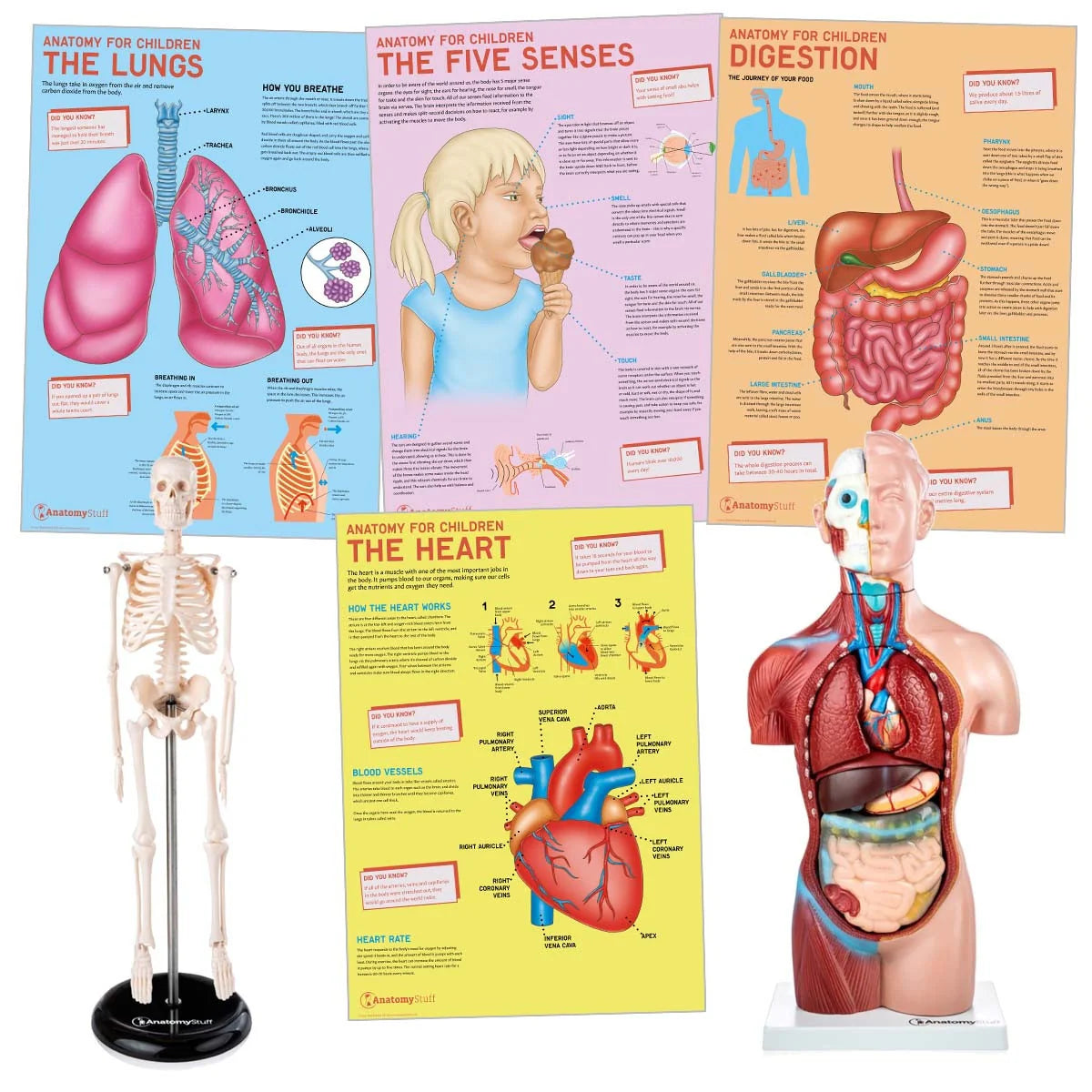 Primary School Anatomy Collection - 