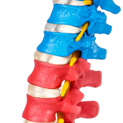 Flexible Didactic Spine Model - 