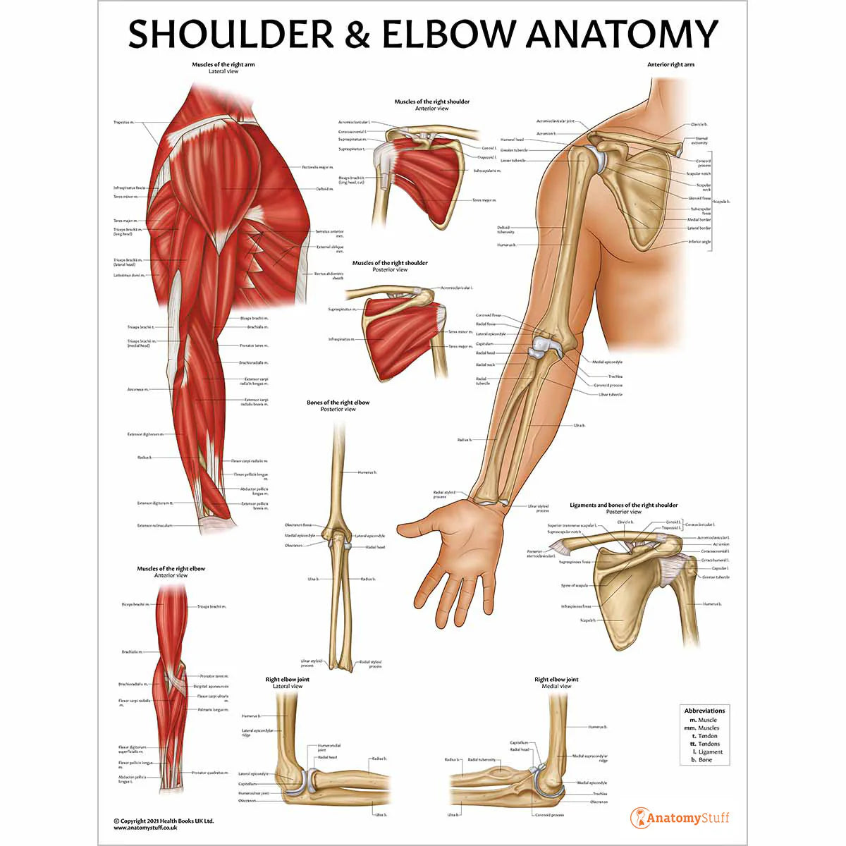 Elbow Anatomy & Pathology Collection - 