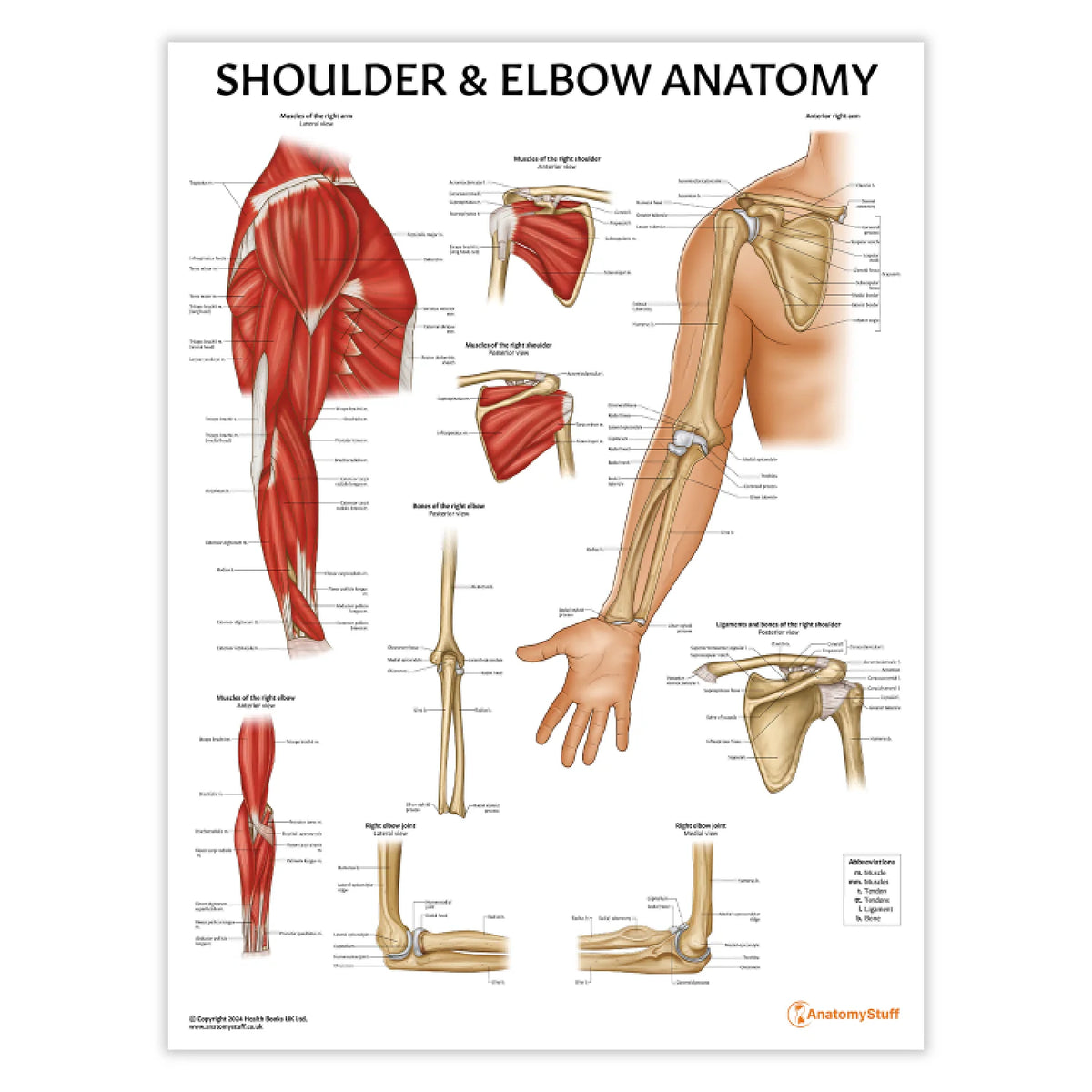Pathological Shoulder Complex Shoulder Anatomy & Pathology Collection – Medisave UK
