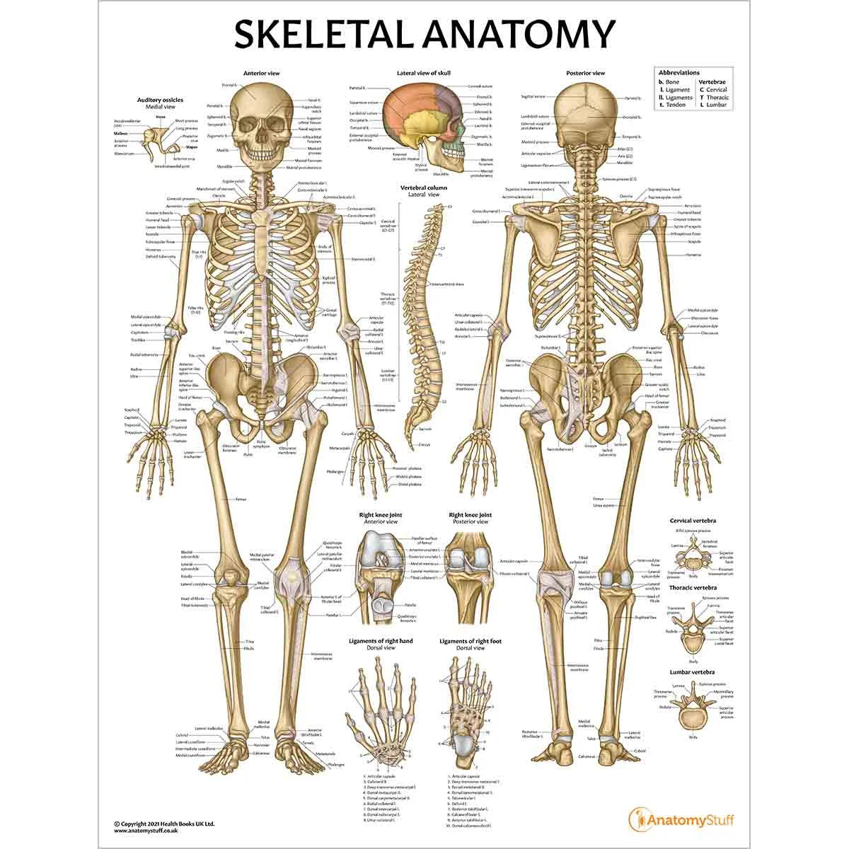 Skeleton Anatomy Collection - 