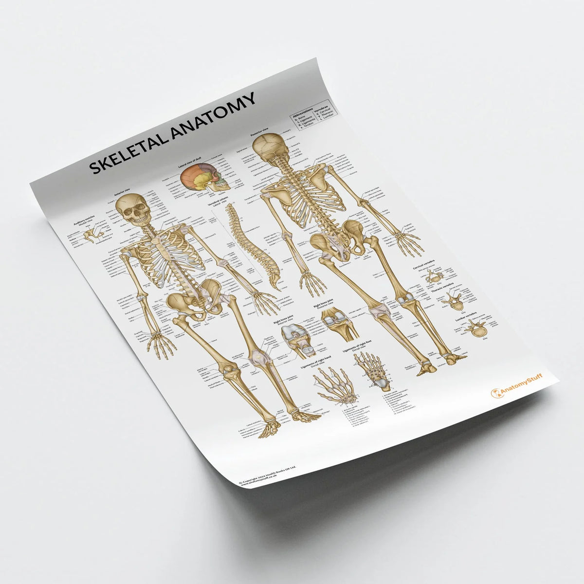 Skeleton Anatomy Chart / Poster - Laminated – Medisave UK
