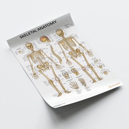 Skeleton Anatomy Chart / Poster - Laminated - 