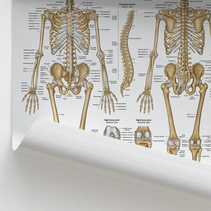 Skeleton Anatomy Chart / Poster - Laminated - 