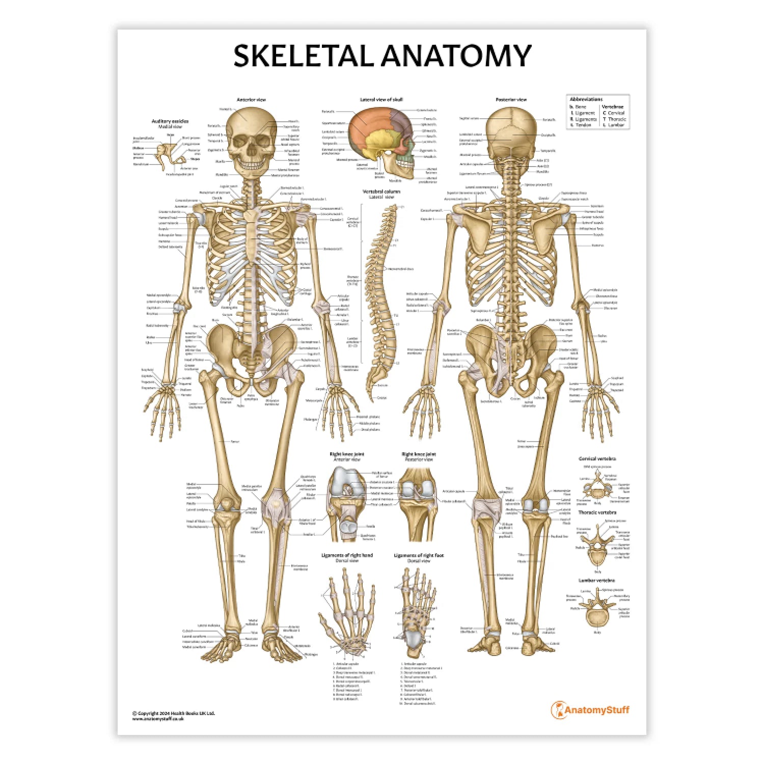 Skeleton Anatomy Chart / Poster - Laminated - 